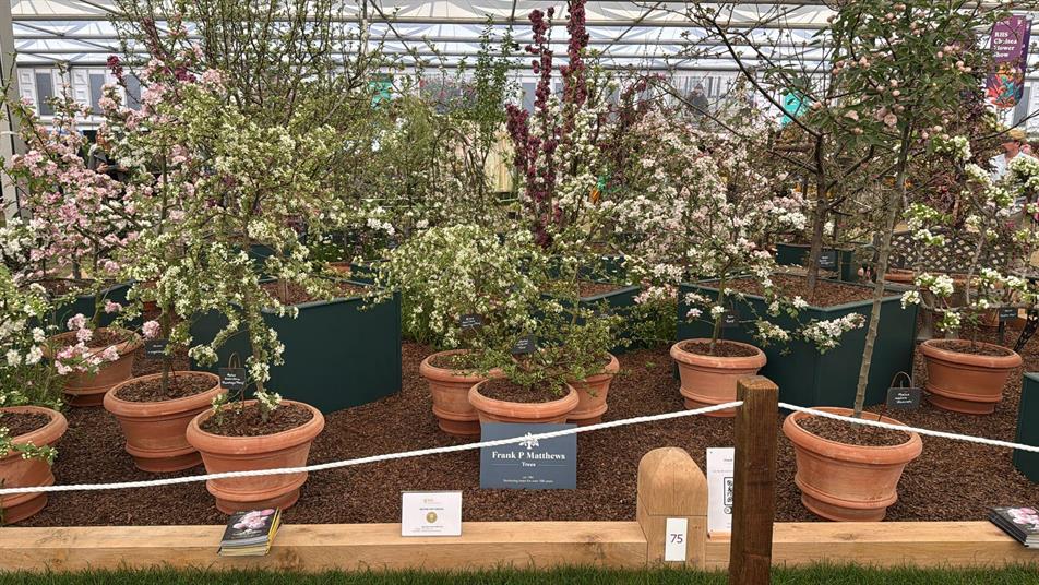 Frank P Matthews trees